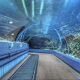 Georgia Aquarium
