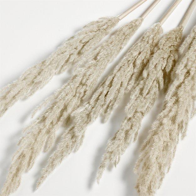 Grass Plume