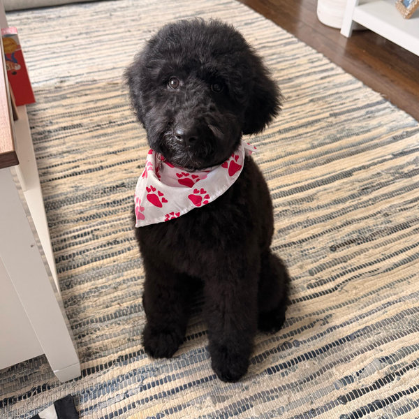 Year's Supply Of Pet Treats For Violet