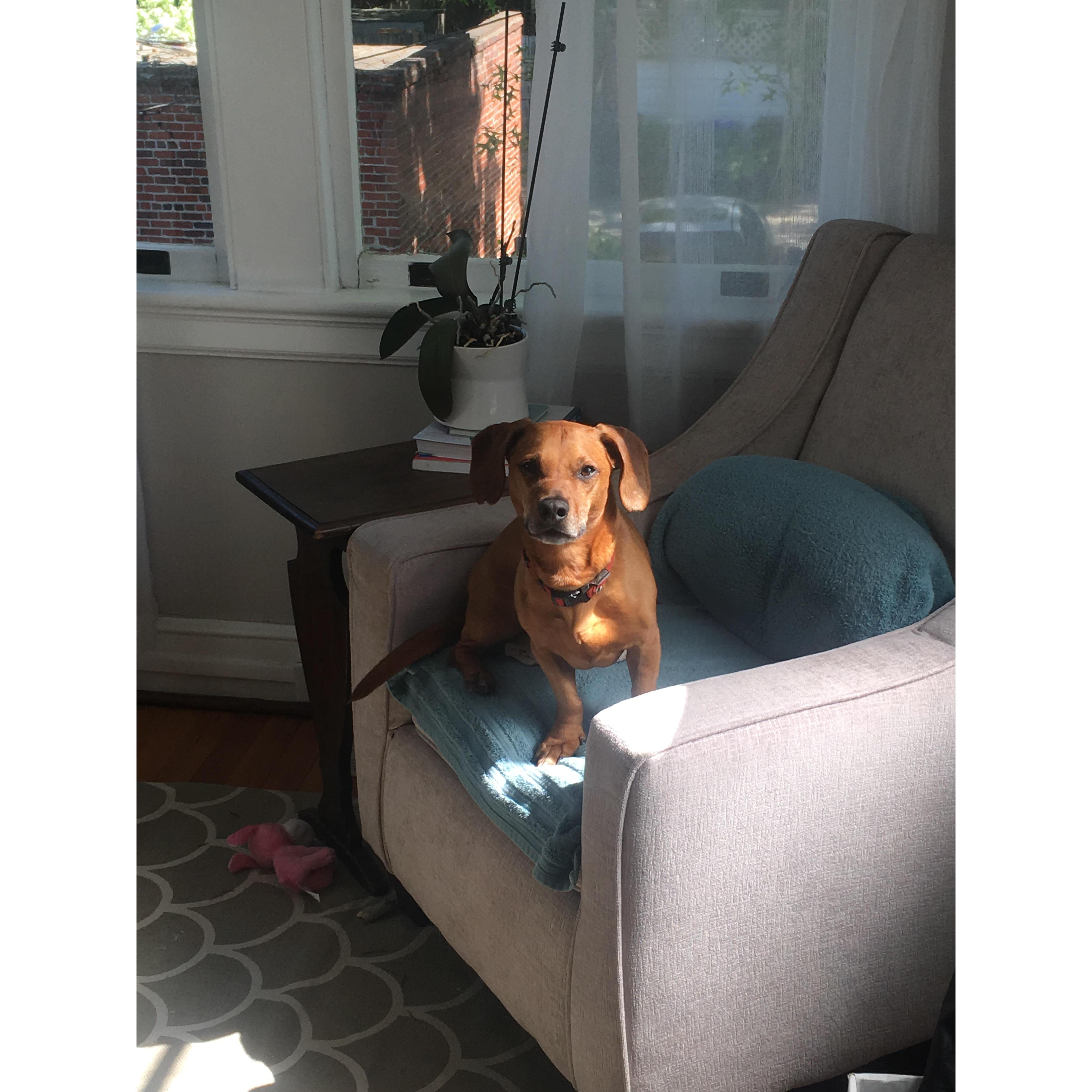 sweet pup