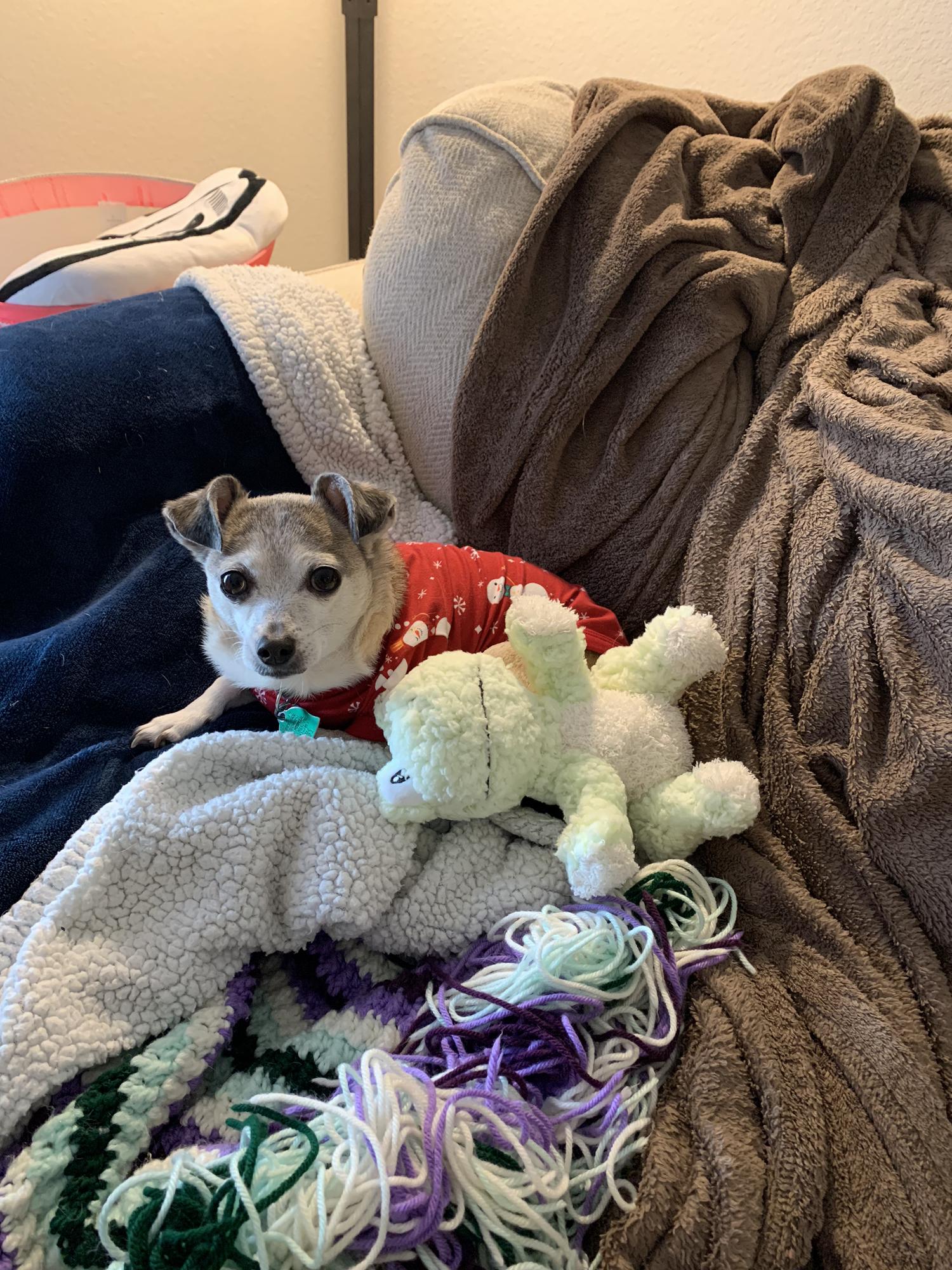 Elphie with her Christmas frog
