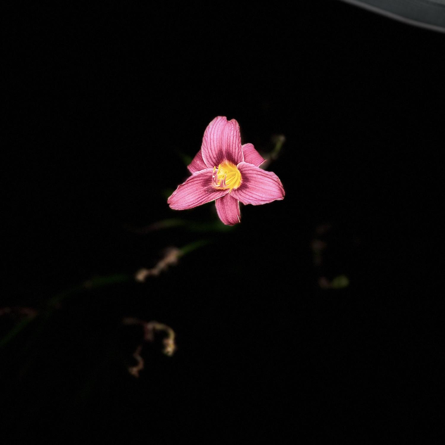 Fun fact : Ciearra took this photo shortly after Michael proposed on the beach. It was a flower growing on a random street.