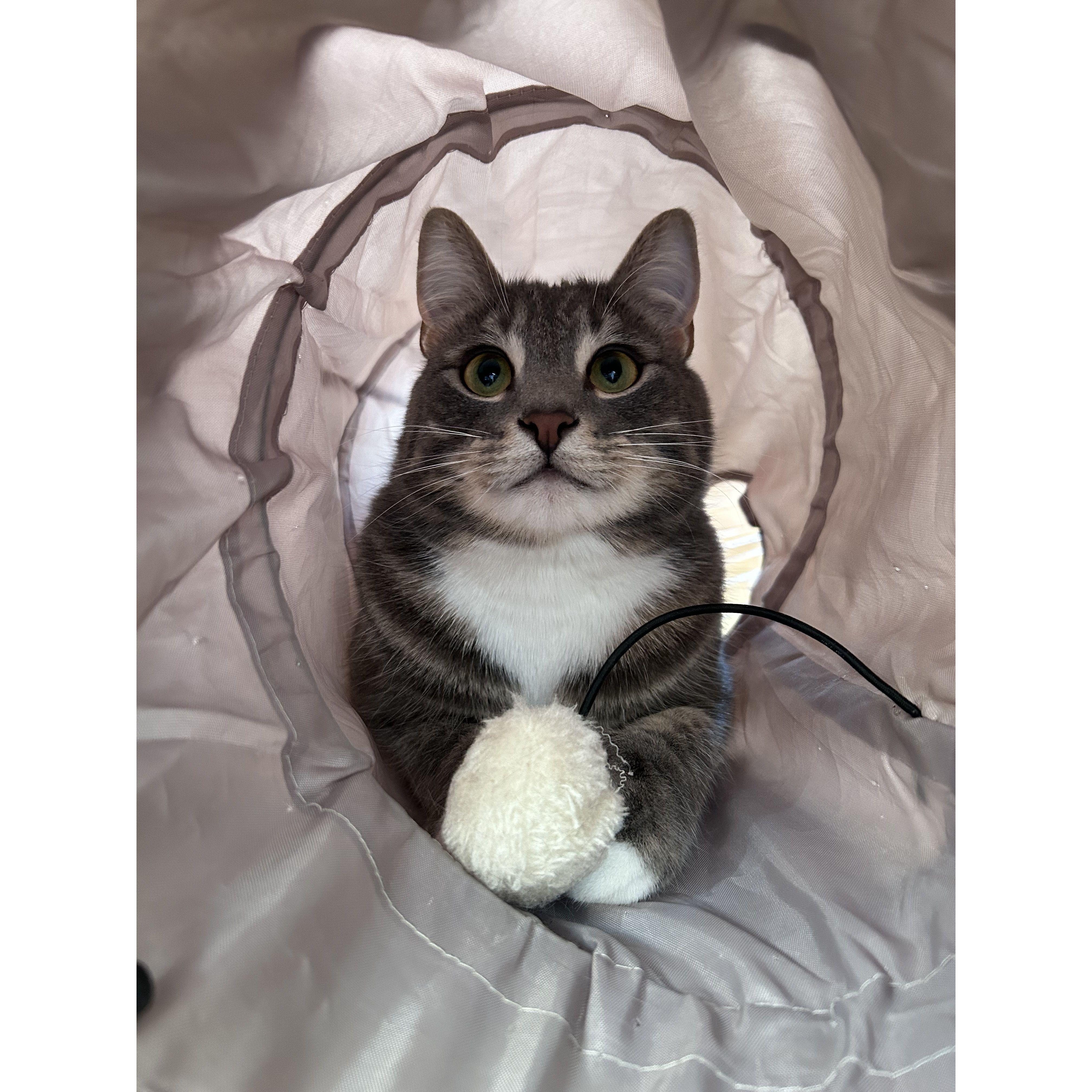 The happiest kitty in NY