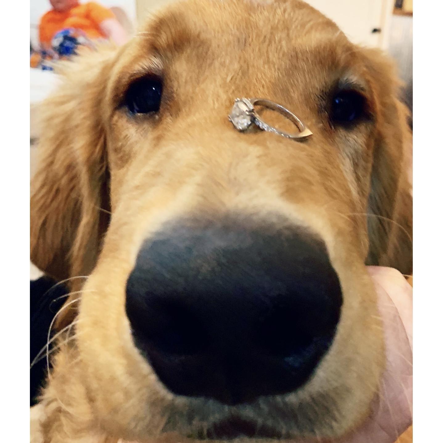 As most of you all know, when Josh proposed he didn't just give a ring but a puppy as well-- and oh my gosh is he the cutest?!