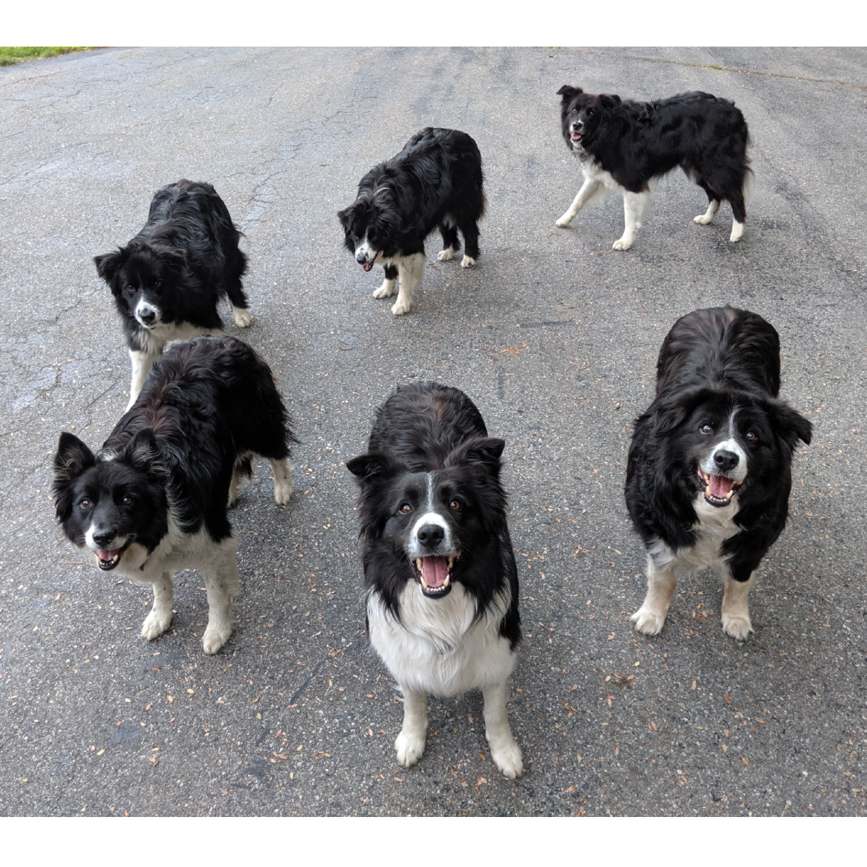 We have to show off "The Pack!" This is the lovely herd of Border Collies that wander about Keara's home. They are a fan-favorite and make the best welcoming committee whenever we go back to NH.