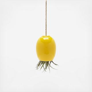 Hanging Air Plant Pod