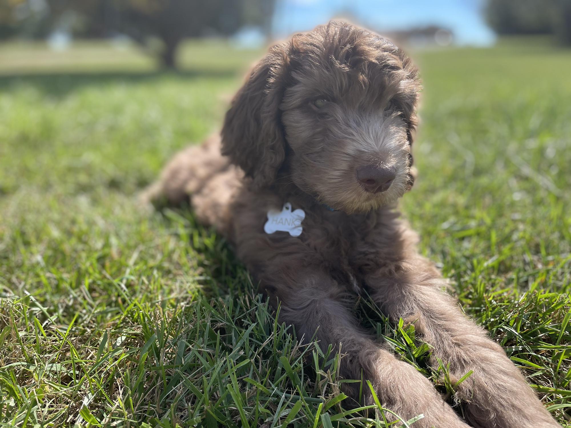 Our first furr baby… Hank Preston Rash