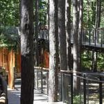 Whiting Forest of Dow Gardens