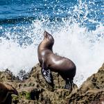 La Jolla Cove