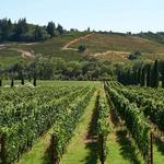 Sonoma Wine Tours