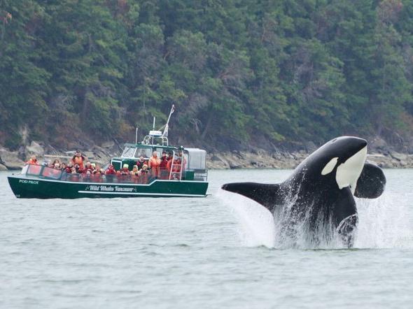 Whale Watching in Vancouver