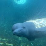 Mystic Aquarium