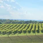 The Winery at Bull Run