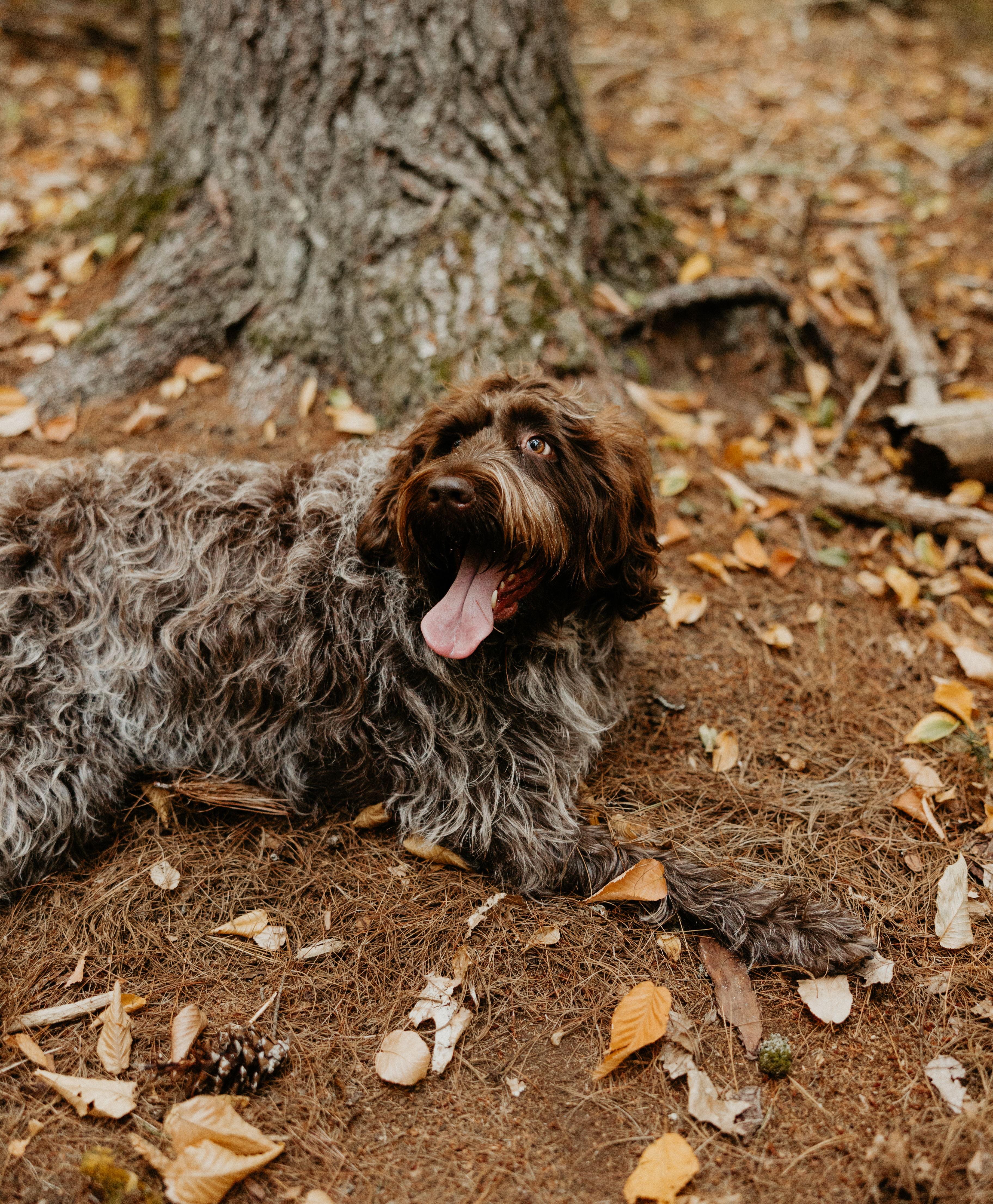 The Wedding Website of Rachel Elizabeth Larrivee and Kyle Brandon Tupper