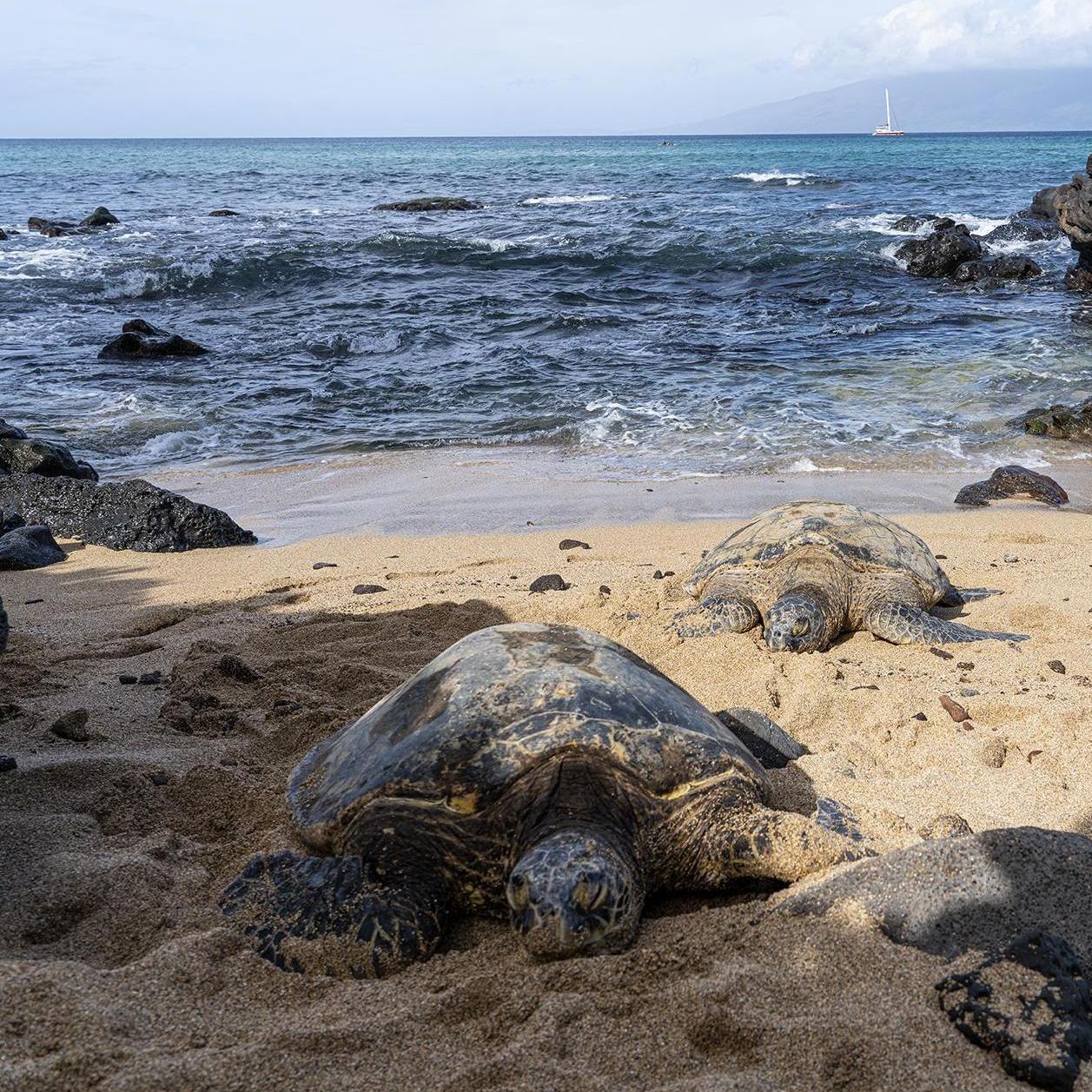 Giant TURTLES! At our beach