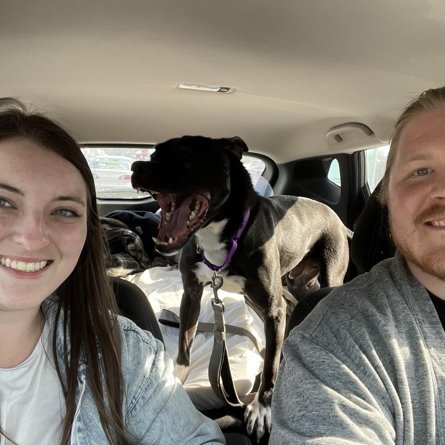 Adopted dog #2, May 2023!
