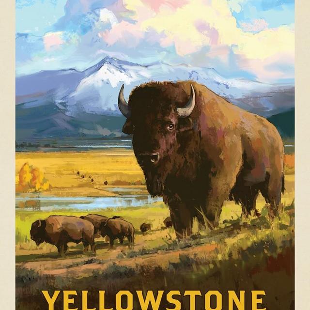 Yellowstone National Park: American Bison