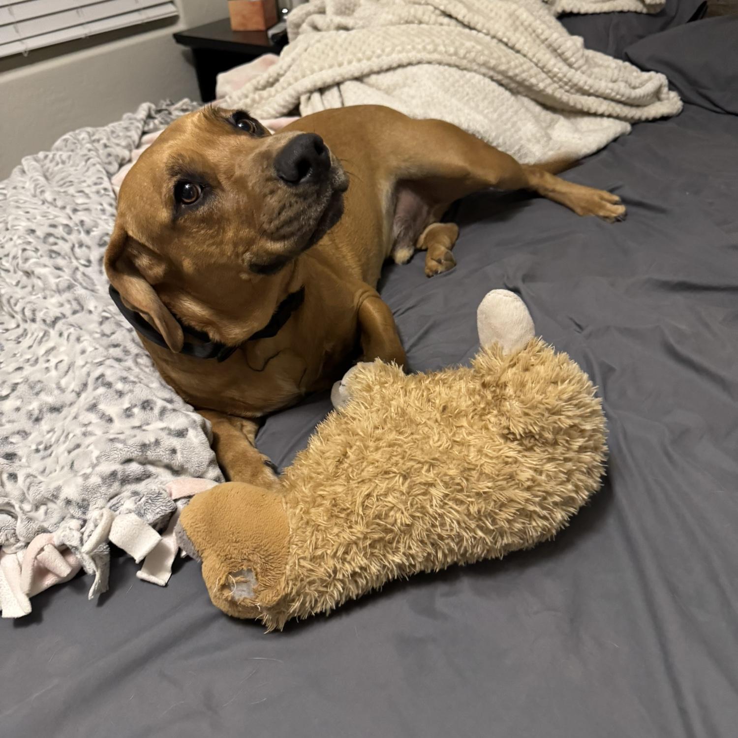 Our fur baby Canelo!