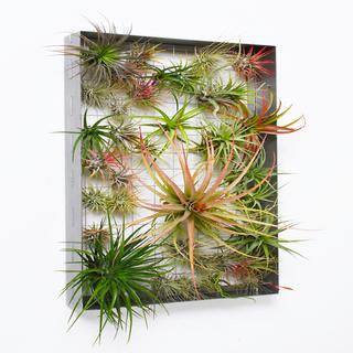 Airplant Frame Rectangle