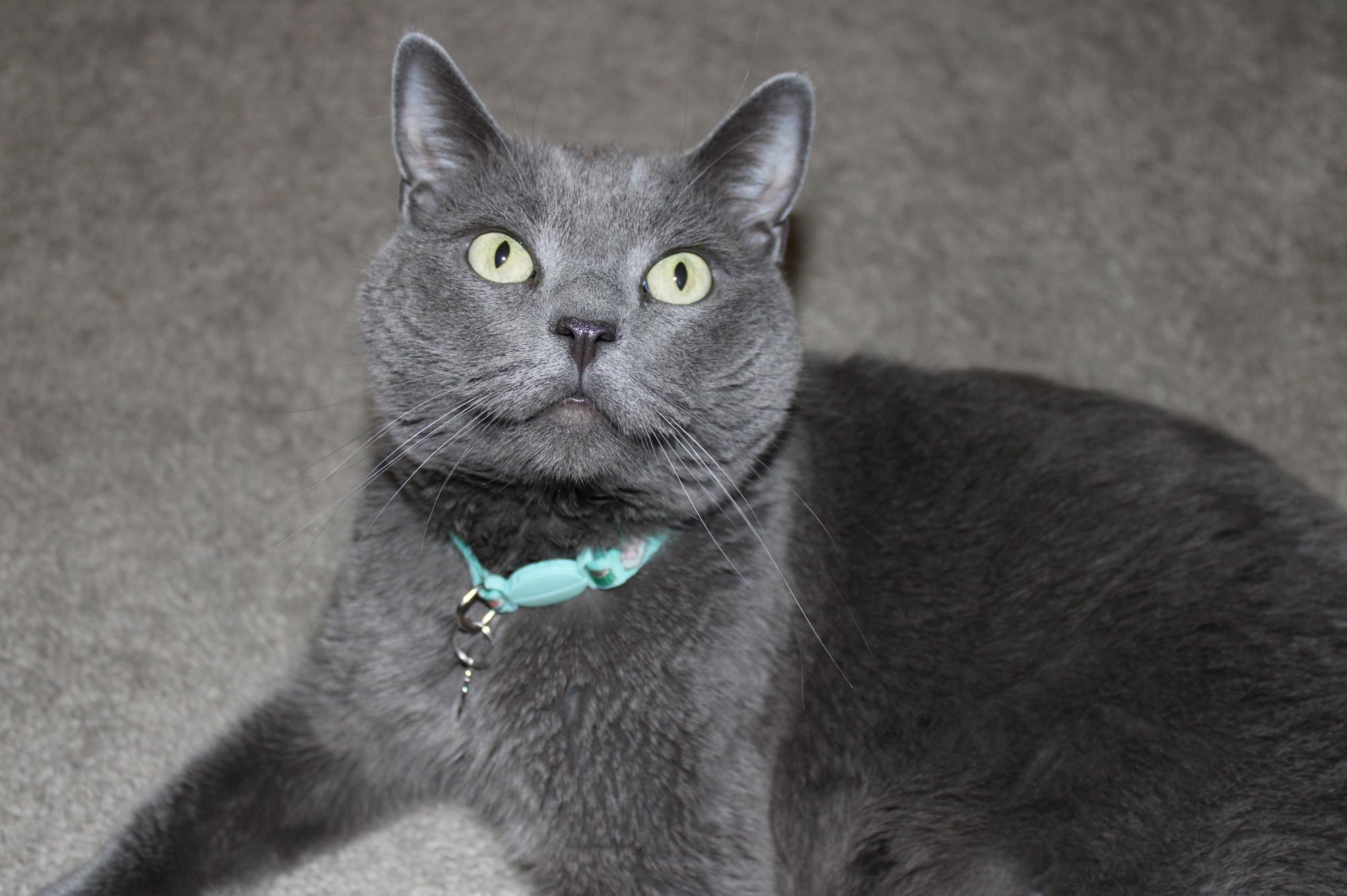 Berlioz