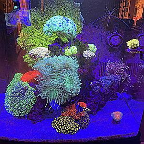 🐠 Rick's Reef Fund