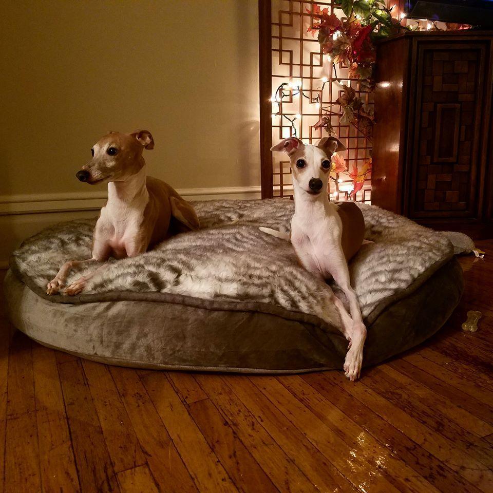 Our dingos