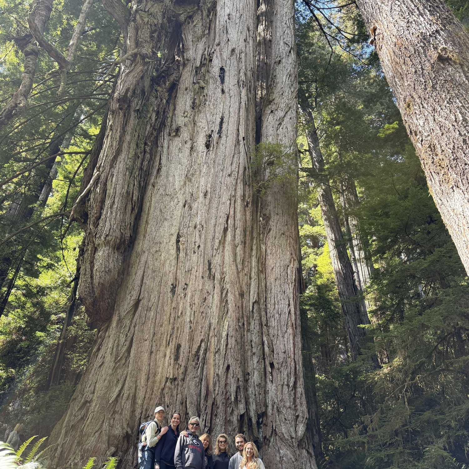 Hanging with the family in the redwoods!