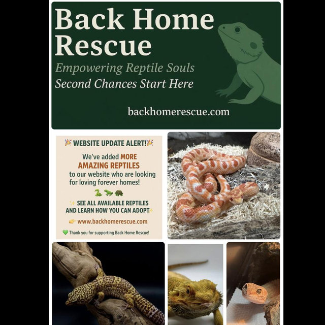 Back Home Rescue Donation