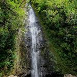 Manoa Falls Waterfall