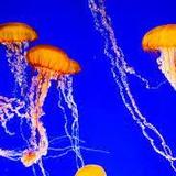 Monterey Bay Aquarium