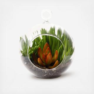 Mini Globe Succulent Terrarium