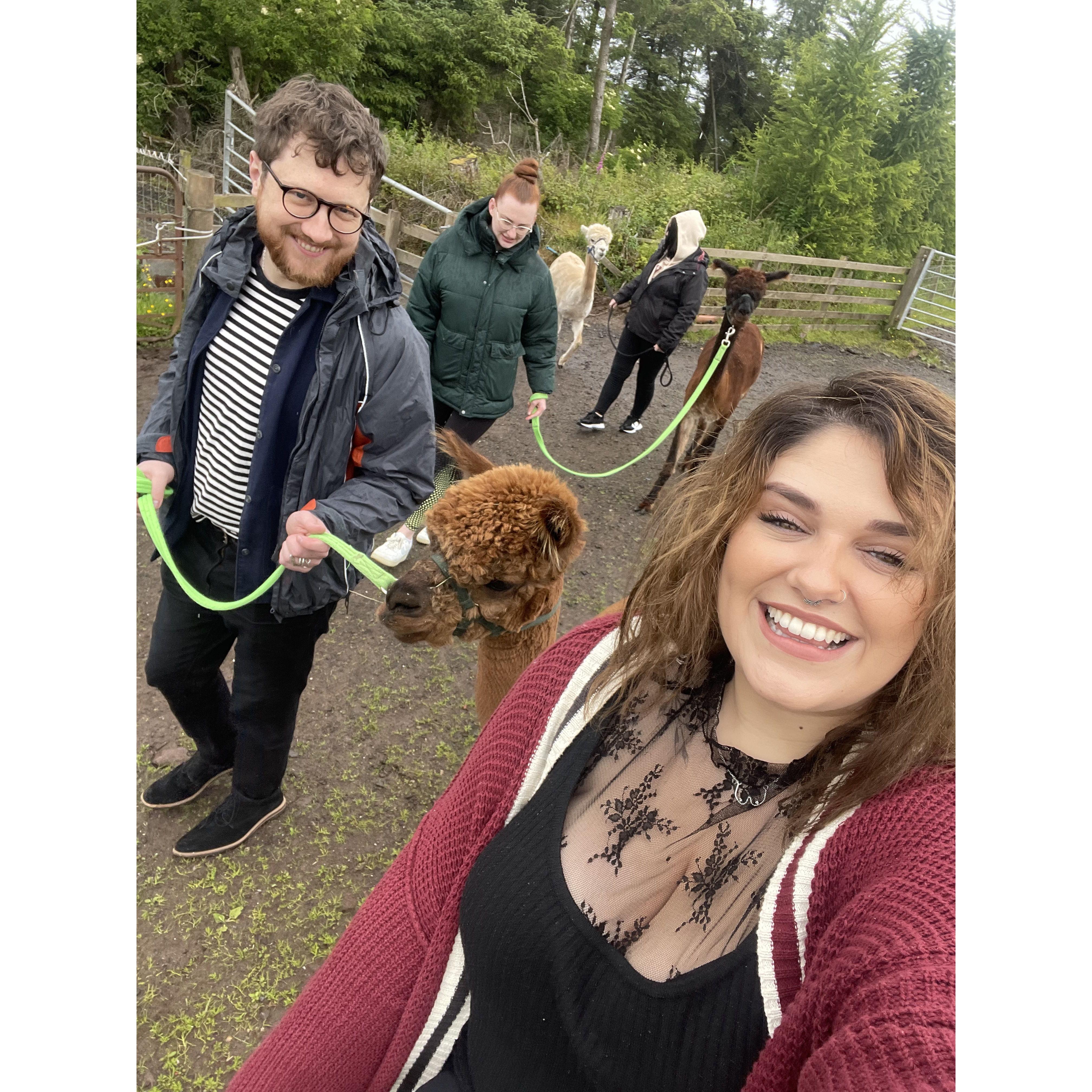 This is us walking an alpaca called Toby on a farm west of Glasgow. We loved him. He is now our first born child.