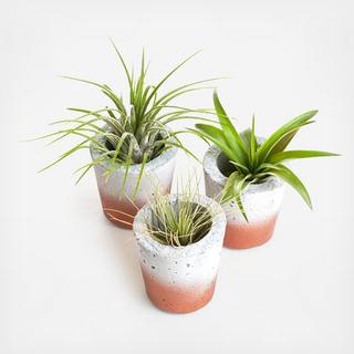 3-Piece Mini Barrel Classic Planter with Air Plant Set