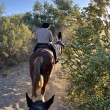 Ponderosa Stables Inc