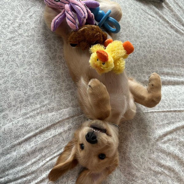 Butter’s Toy Fund