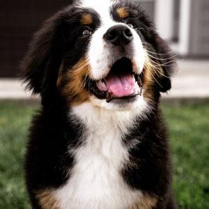 The Puppy