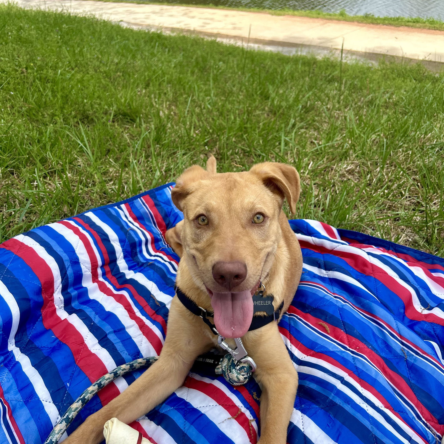 Wheeler's first picnic outing! April 2025