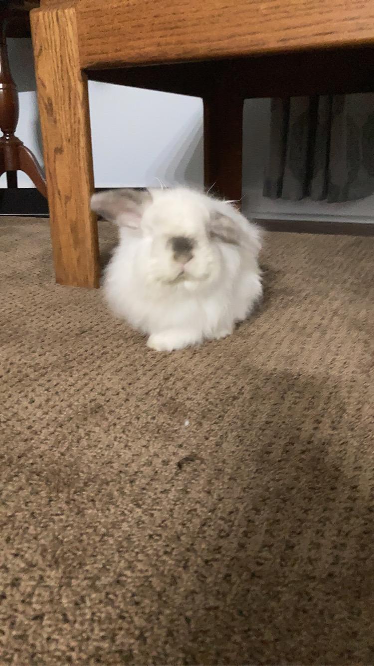 Our first pet Q-tip!