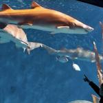 The Maritime Aquarium at Norwalk
