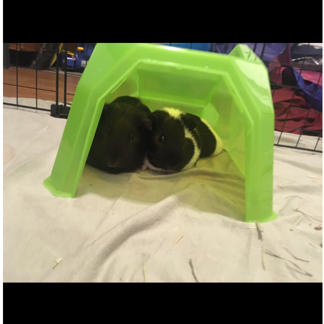 12/23/18 and 01/19/19 Those times Anna came home with guinea pigs. Lazarus and TuVok Grogan <3