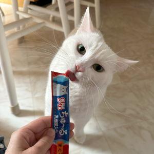 Our Kitty (Credit Card)