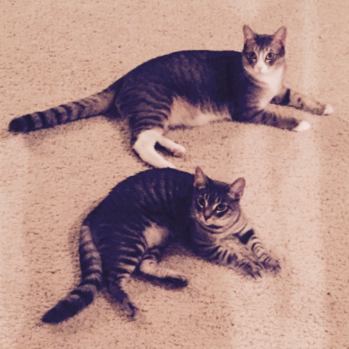 Our boys Zigs and Goose <3