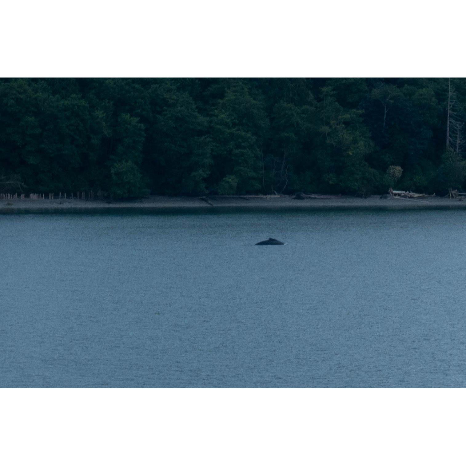 A whale again!