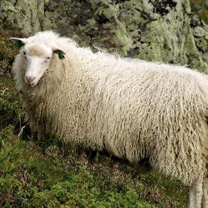Sheepskin in Norway