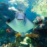 Aquarium of the Pacific