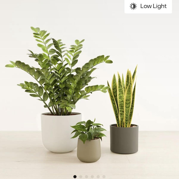 The Radiant Trinity Indoor Plant Set | easyplant