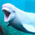 Mystic Aquarium