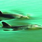 Captain Dick’s River Tour & Dolphin Watch