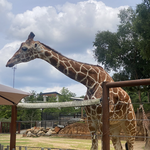 Zoo Atlanta