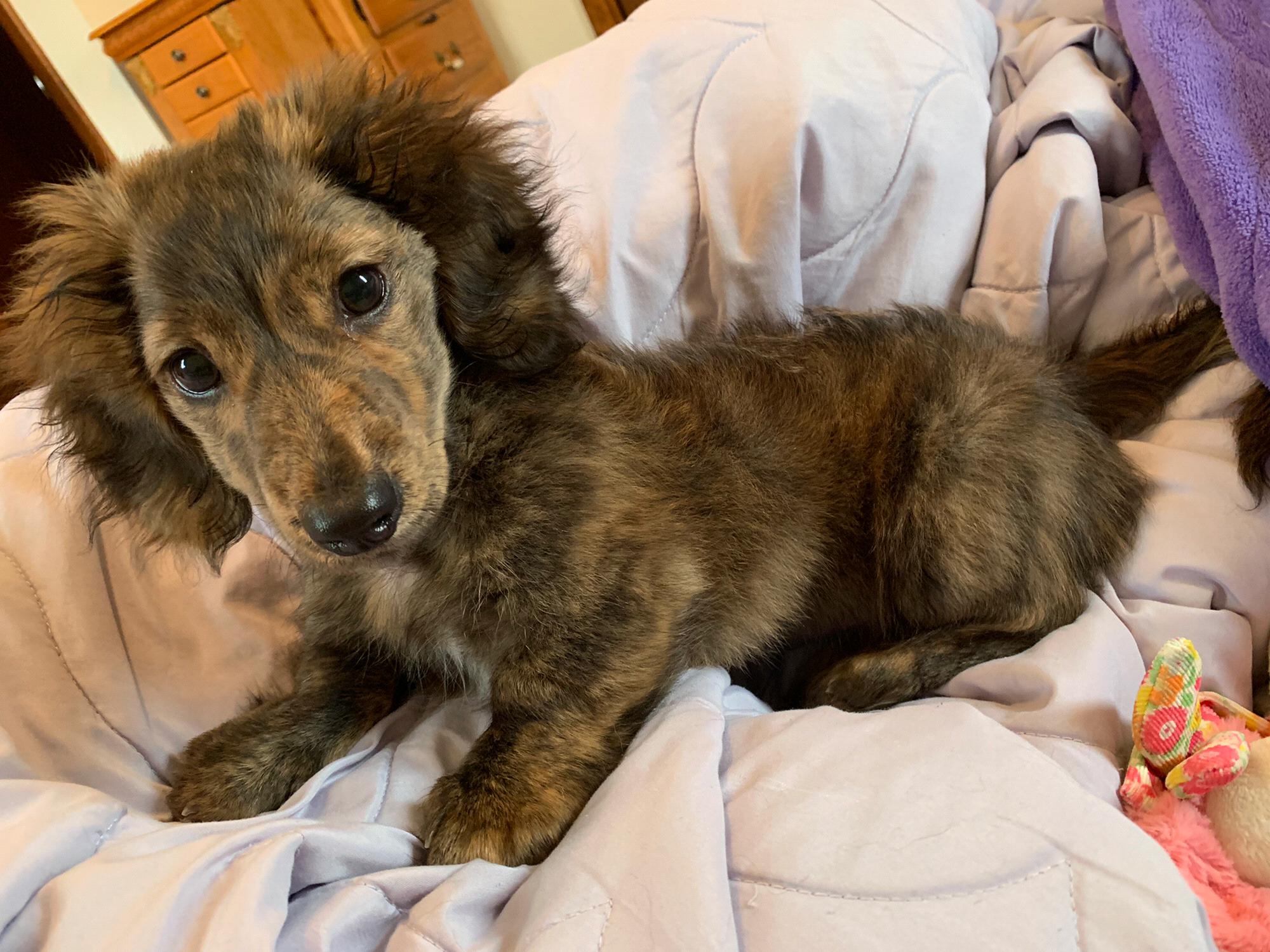 Nytro the cuddle bug